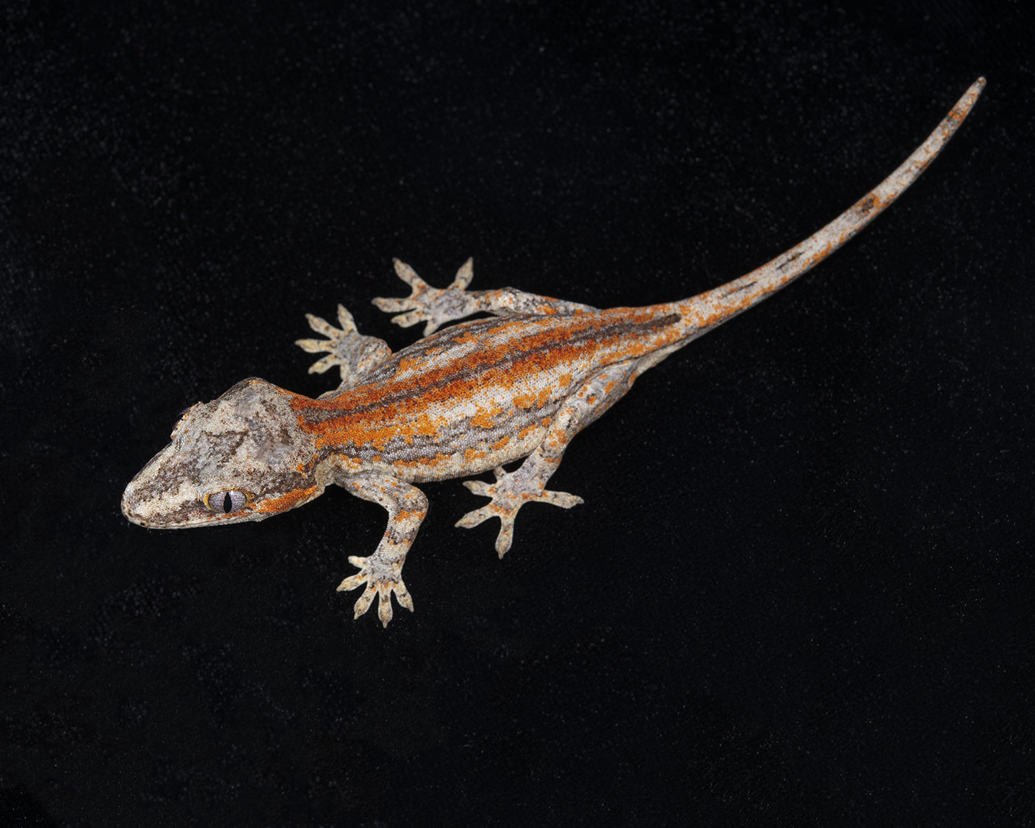 Aberrant Stripe Gargoyle Gecko by Texoma Reptiles's Store