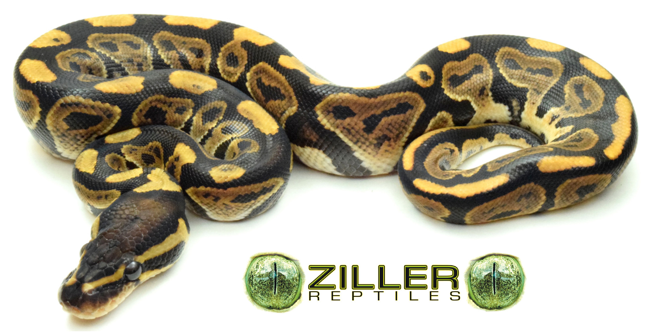 Huffman Ball Python by Ziller Reptiles