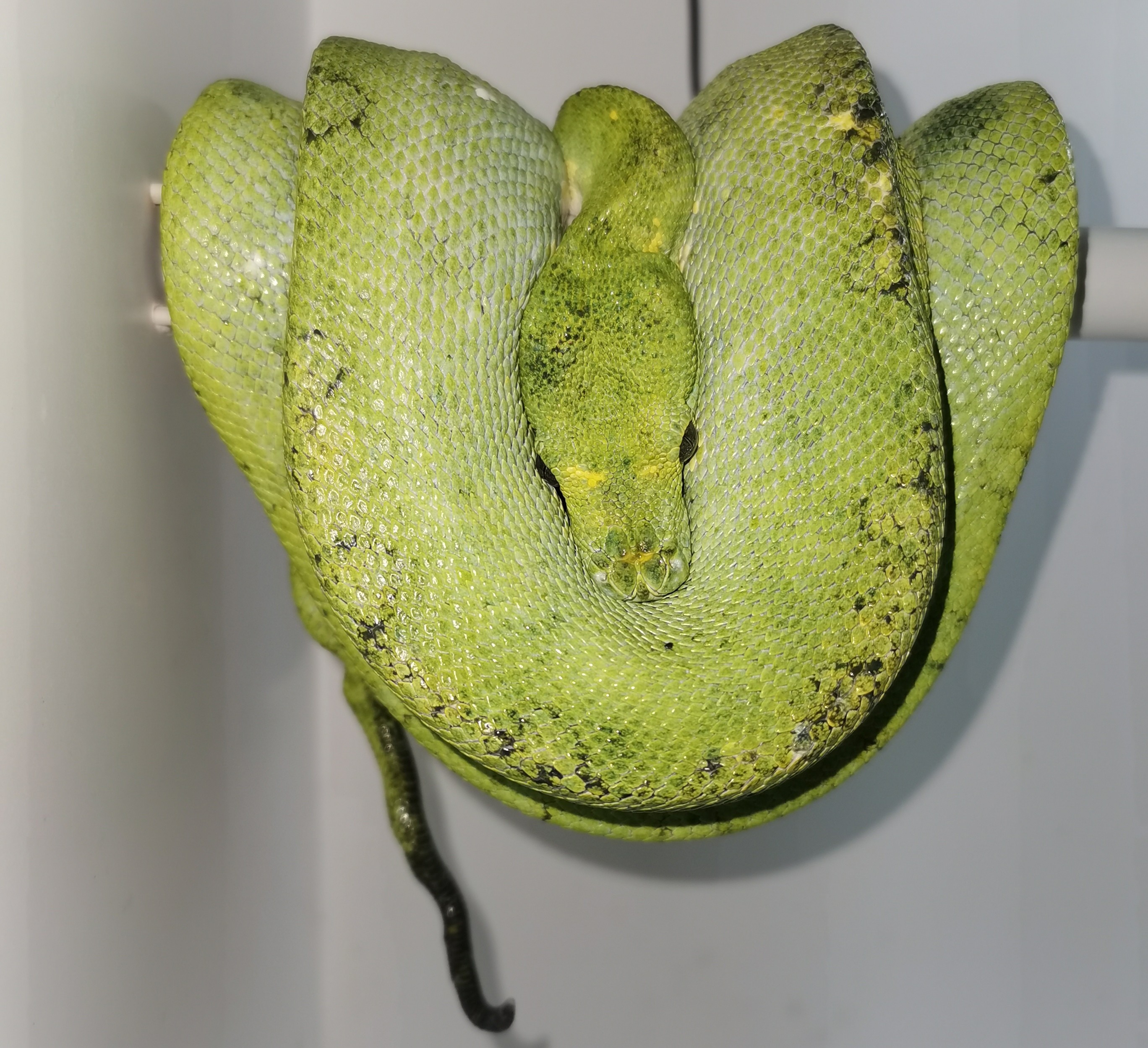 Biak Green Tree Python by Kenai's Snakes