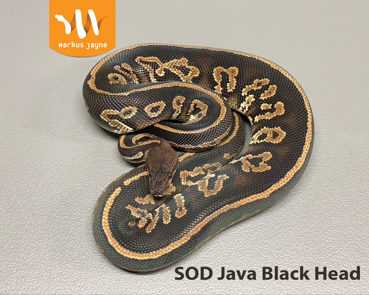 SOD Java Black Head By Markus Jayne Ball Pythons