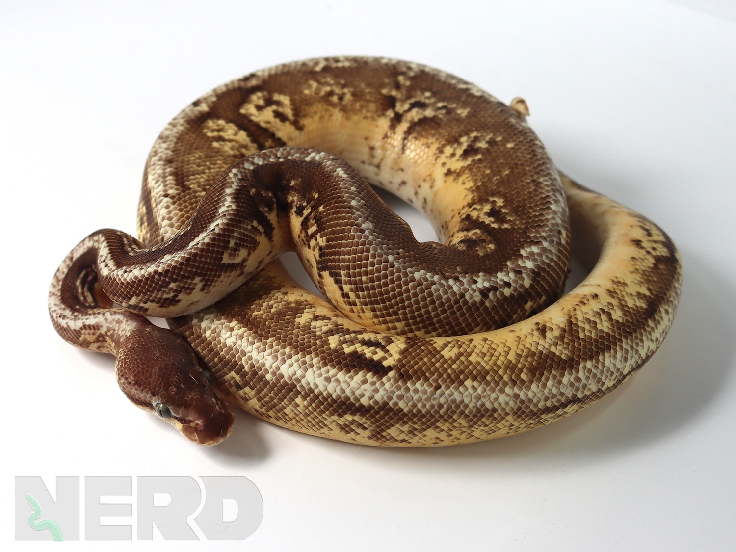 Pastel Hidden Gene Woma Granite Yellowbelly Super Fader Ball Python by New England Reptile Distributors