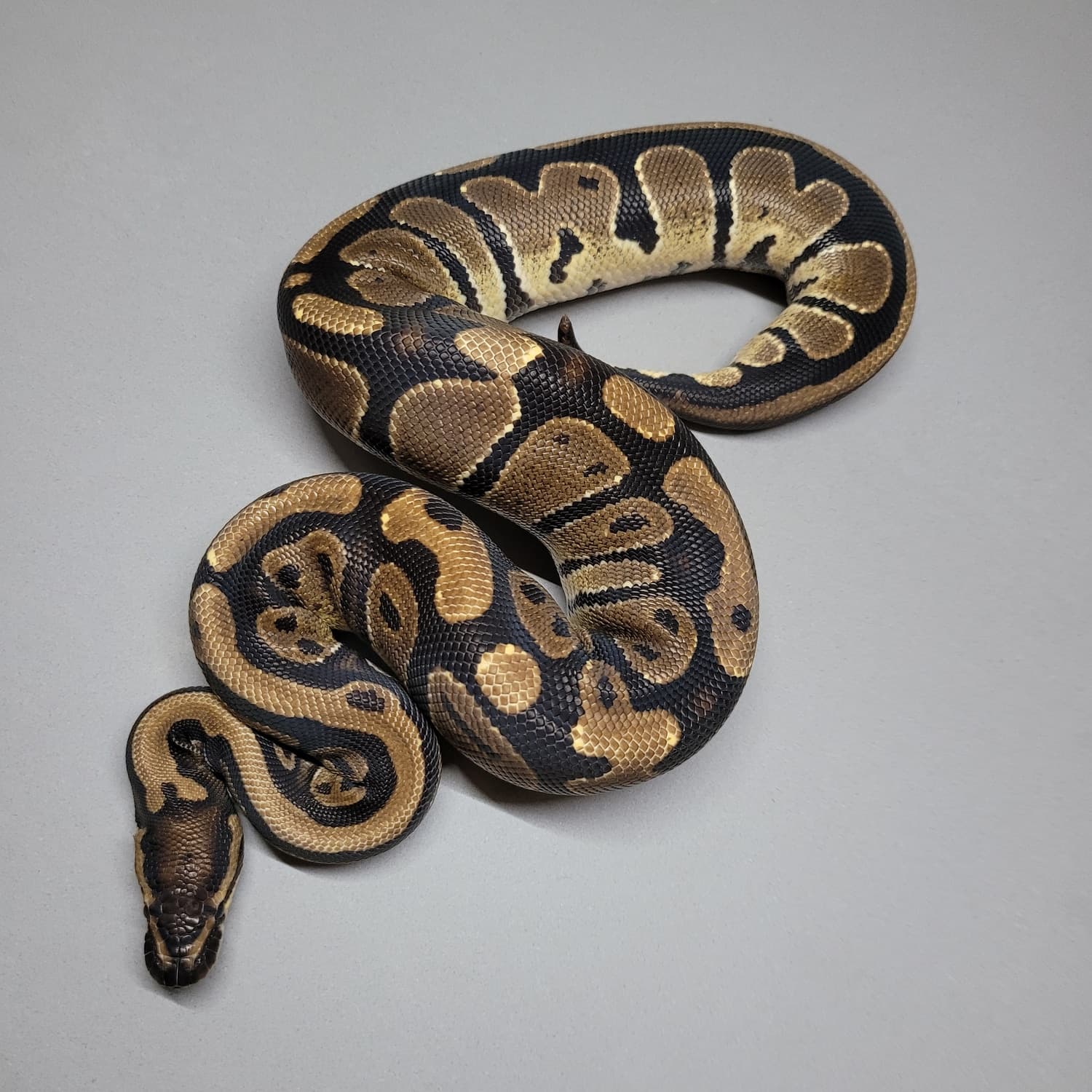 Gene X Het Pied Ball Python by Coppinger Reptile Co.