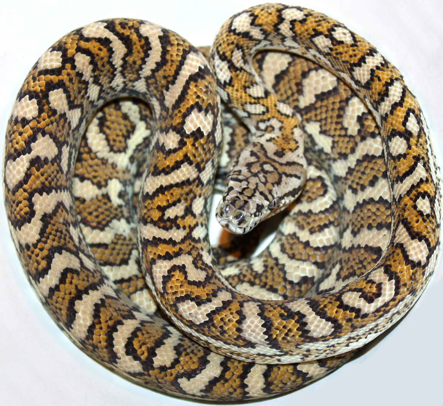 True Hypo Female Coastal Carpet Python by Inland Reptile