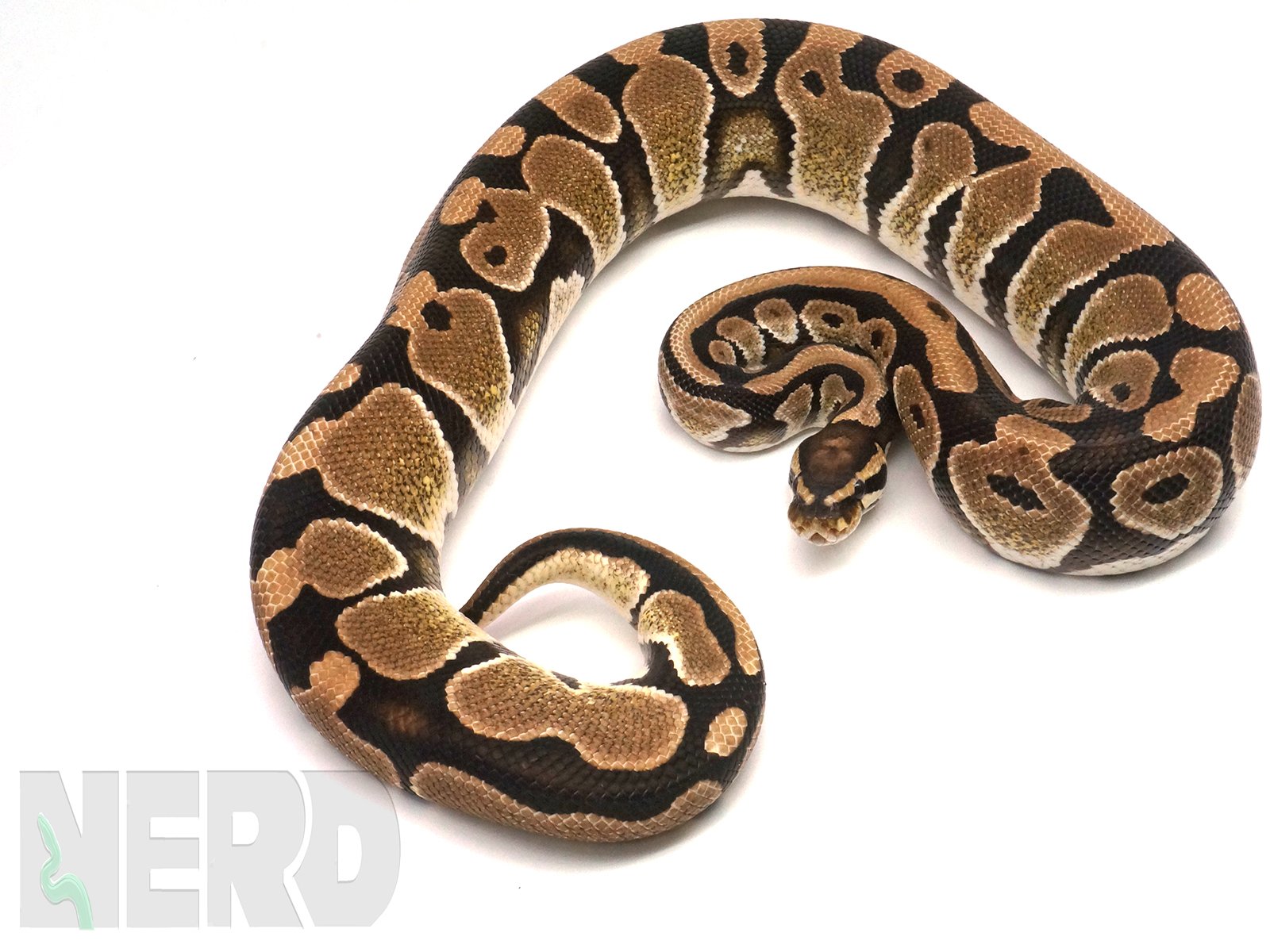 Breeder Cryptic Ball Python by New England Reptile Distributors