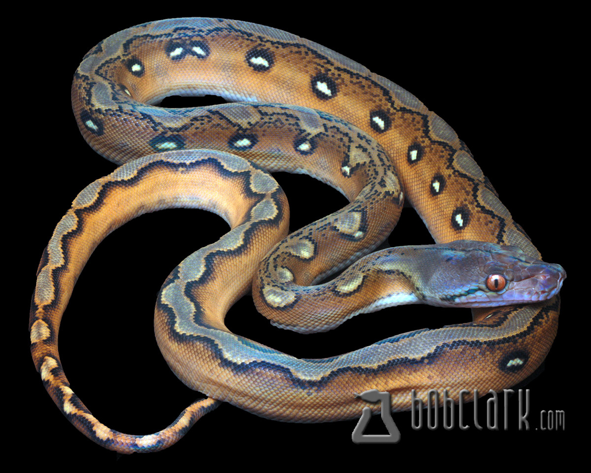 Super Sunfire Reticulated Python by Bob Clark Reptiles