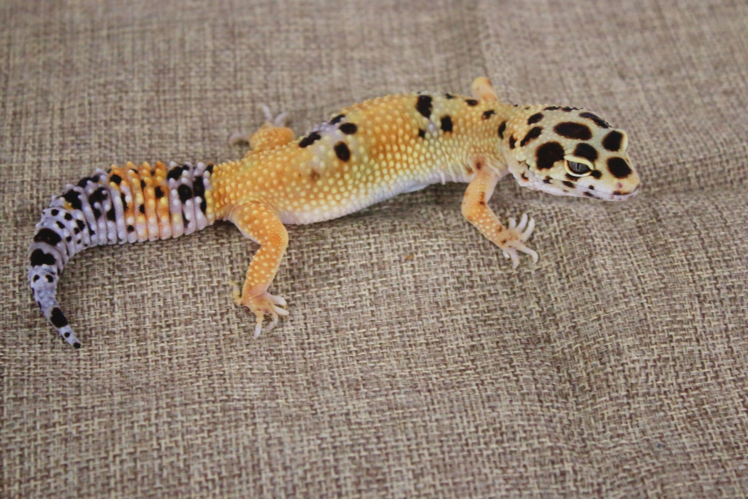 Pacific Green Cross Ph Tremper — Adult Female Leopard Gecko by Oklana Zoological