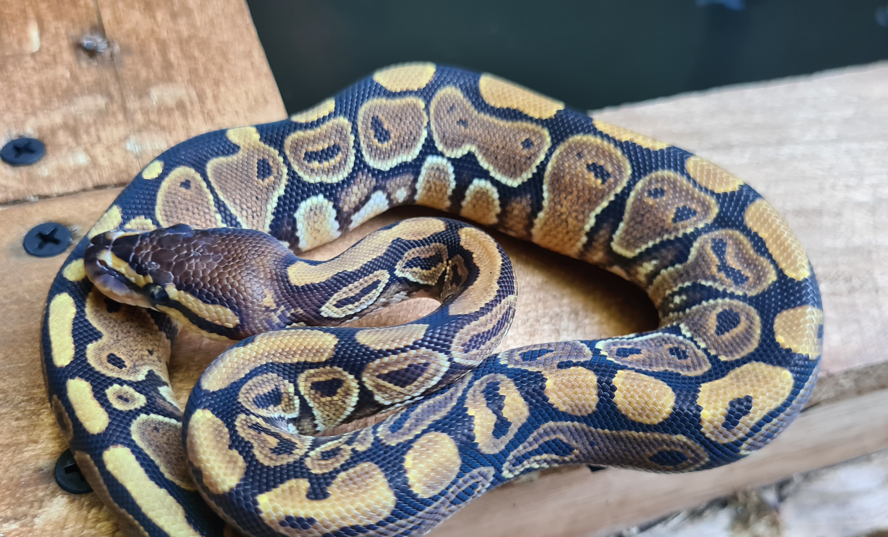 Splatter Ball Python by Snake Sense