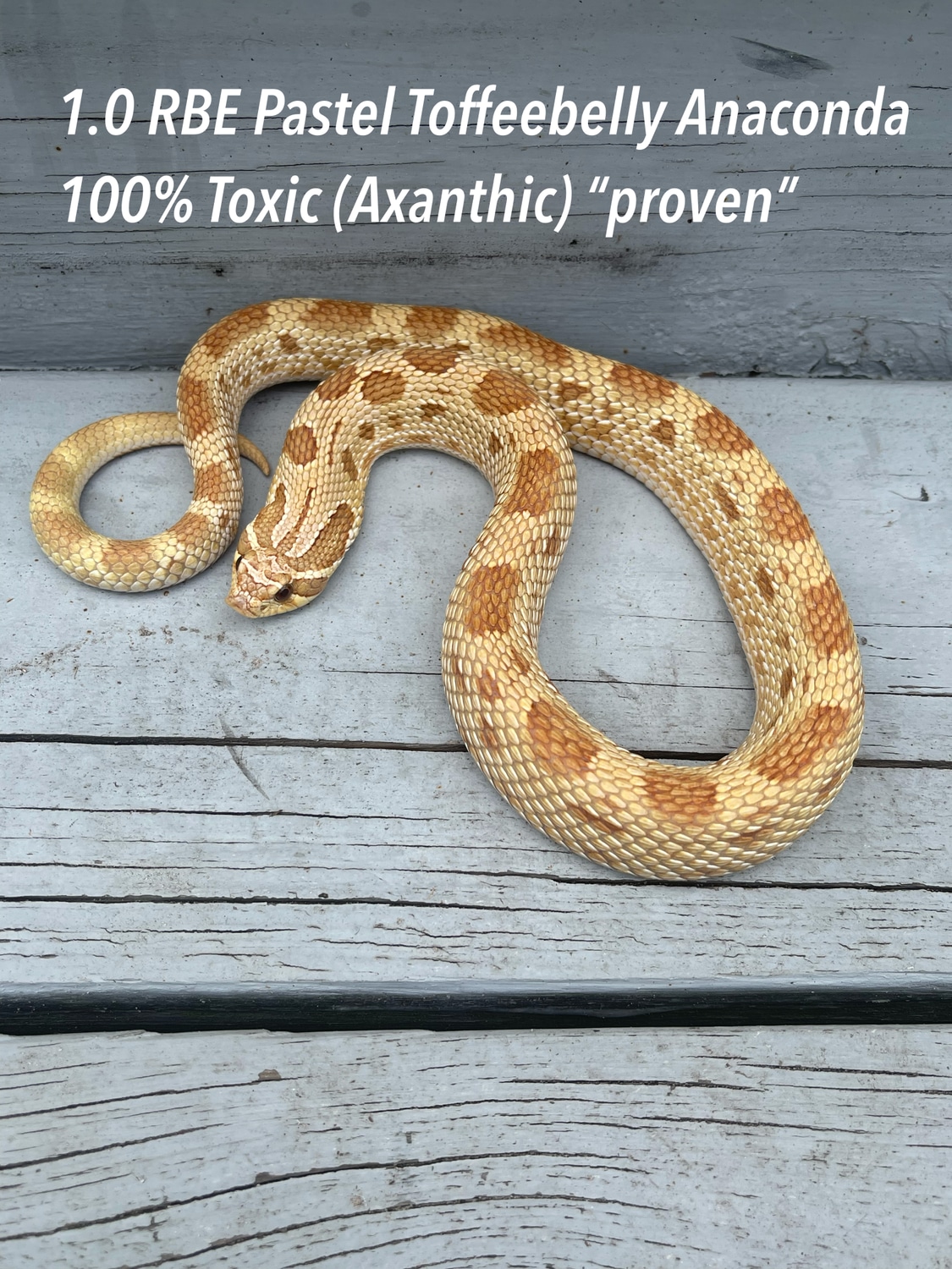 RTB - RBE Pastel Toffeebelly Anaconda 100% Axanthic Western Hognose by Prestige worldwide hognose