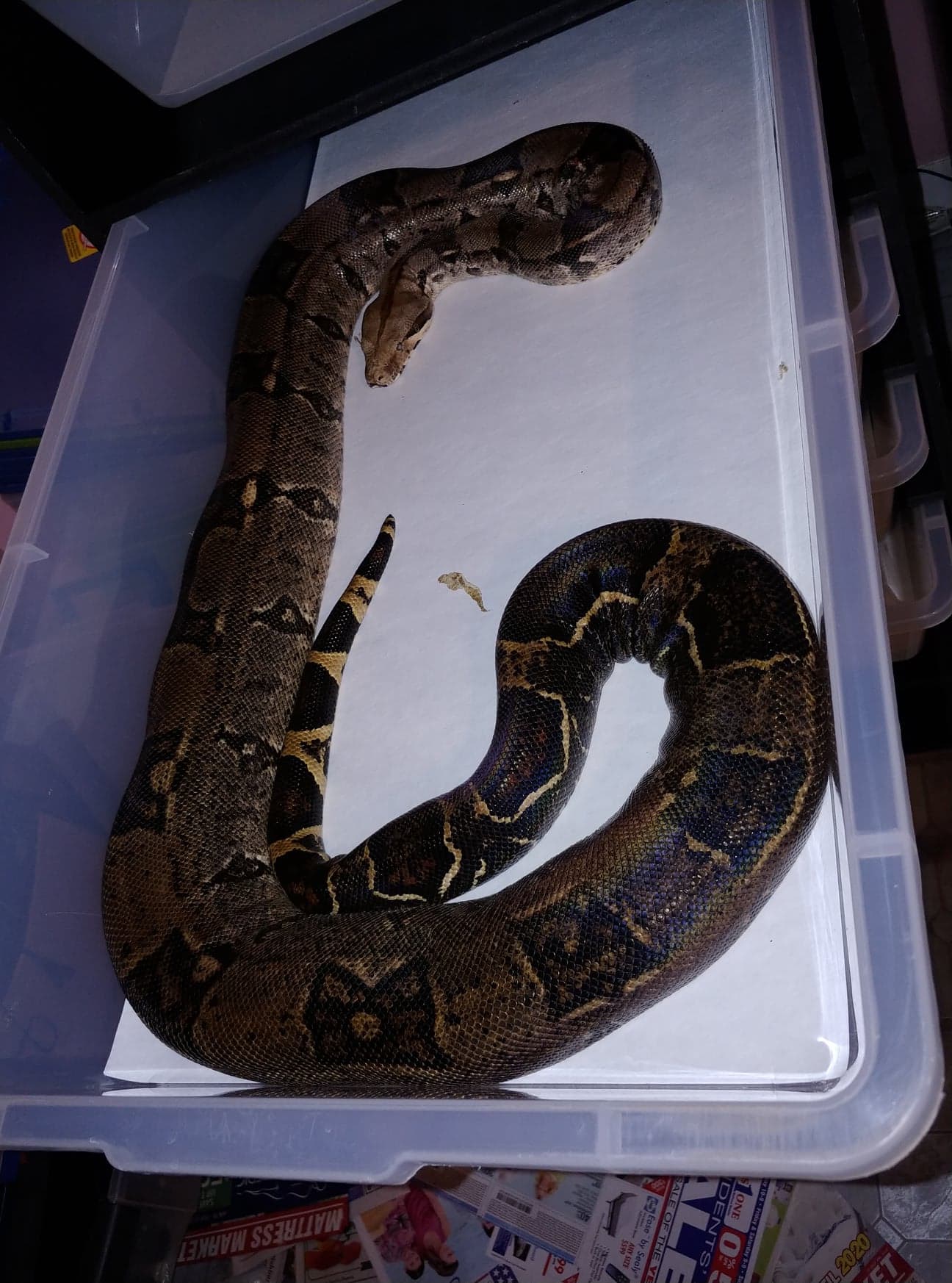 Anery Boa Constrictor by Platinum Exotic Reptiles