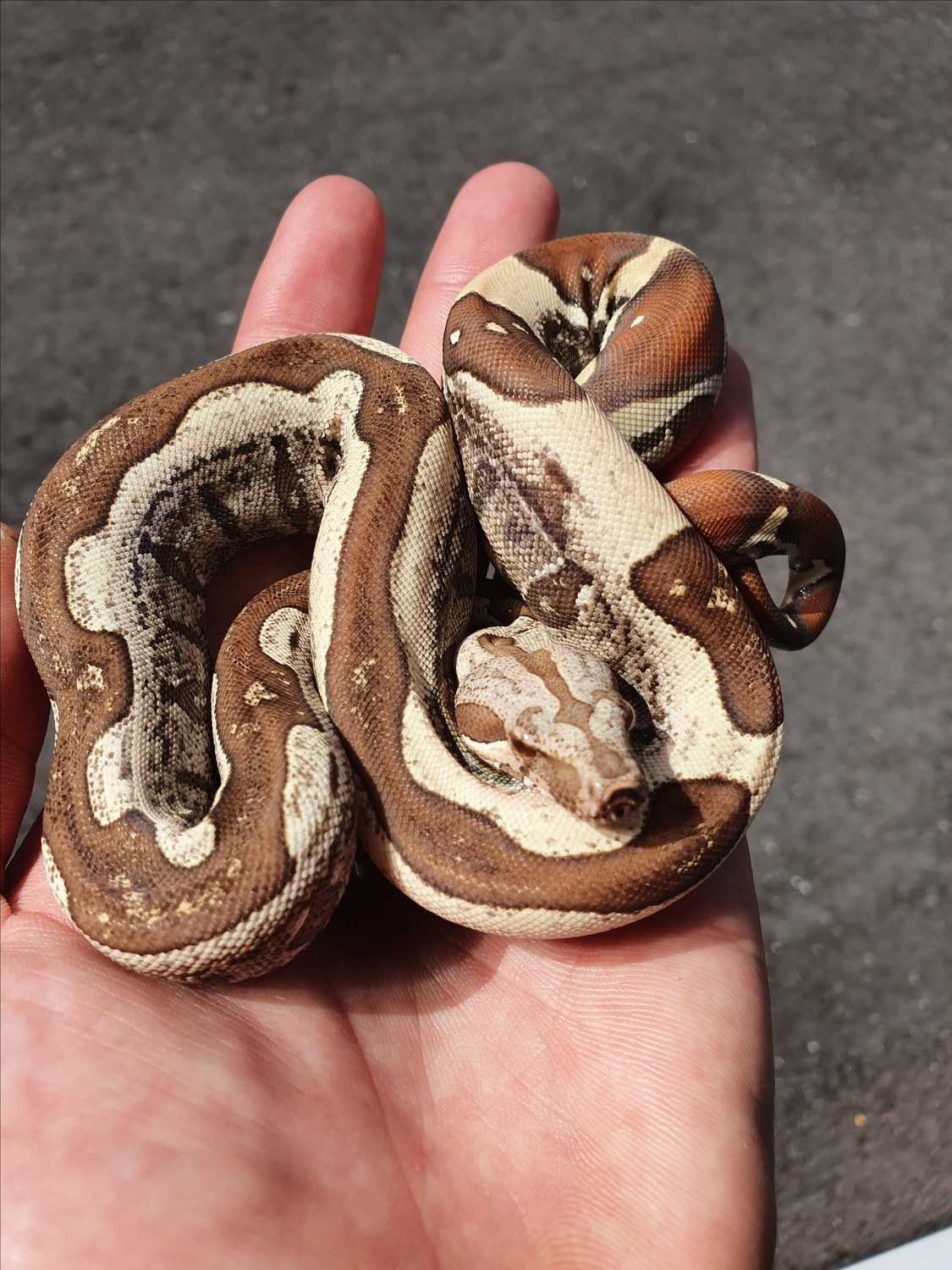 VPI IMG Jungle Boa Constrictor by AB Snakes