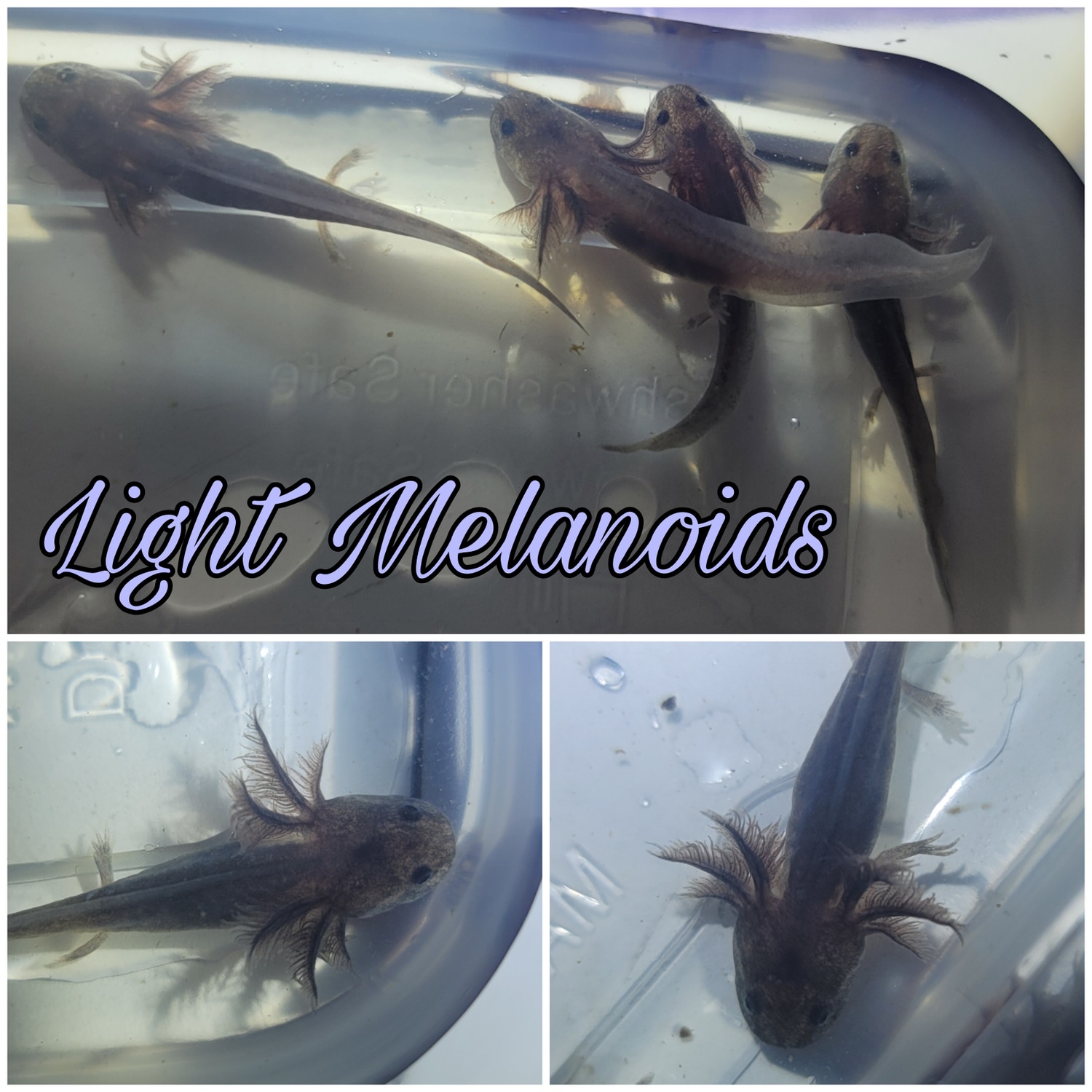 Light Melanoids Axolotl by A Lotl Love