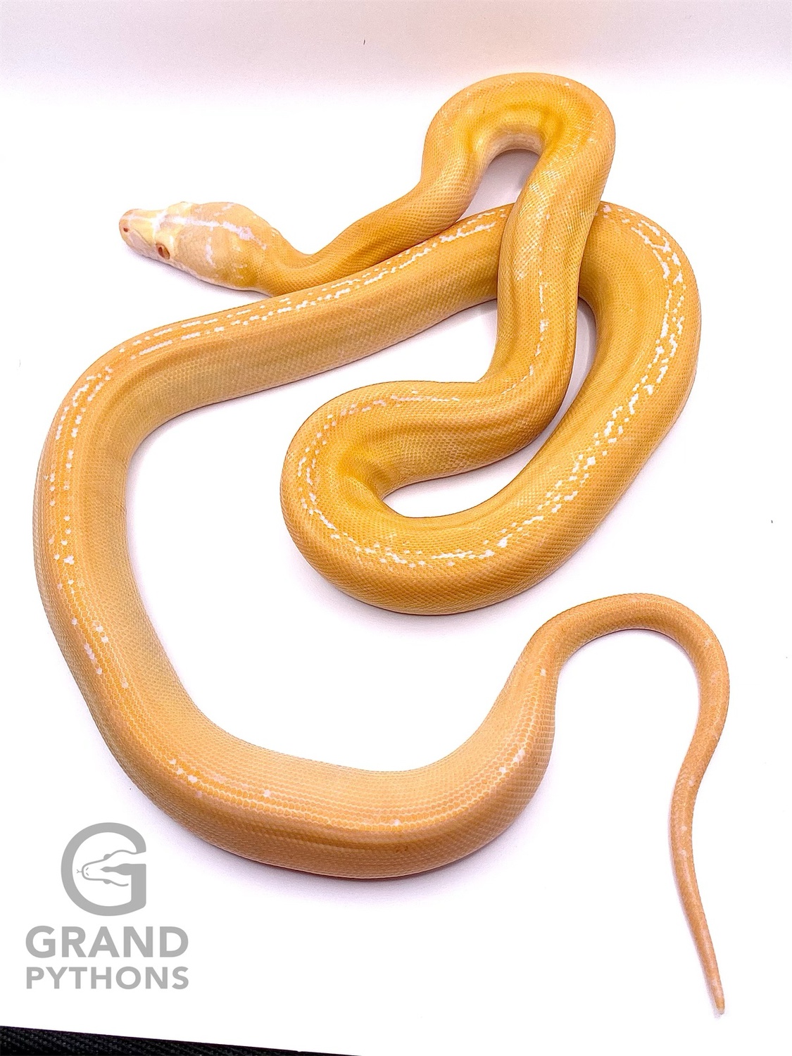 Amel Super Goldenchild Reticulated Python by Grand pythons