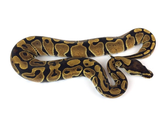 Normal Ball Python by Royal Constrictor Designs