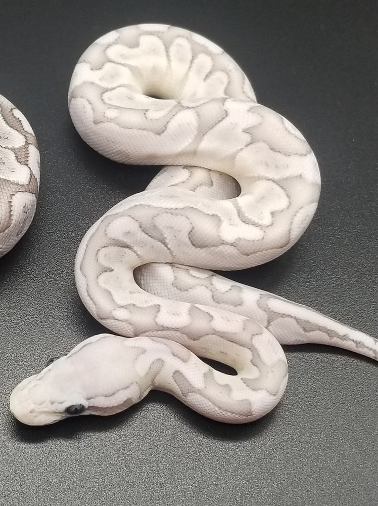 Bamboo Super Pastel VPI Axanthic by A+ Serpents