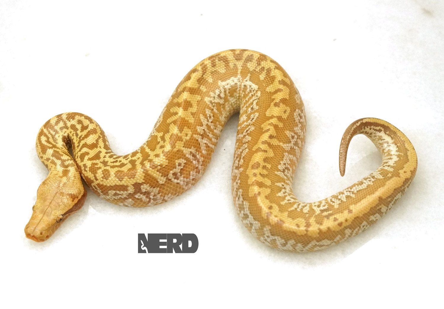 Batik T+ Blood Python by New England Reptile Distributors