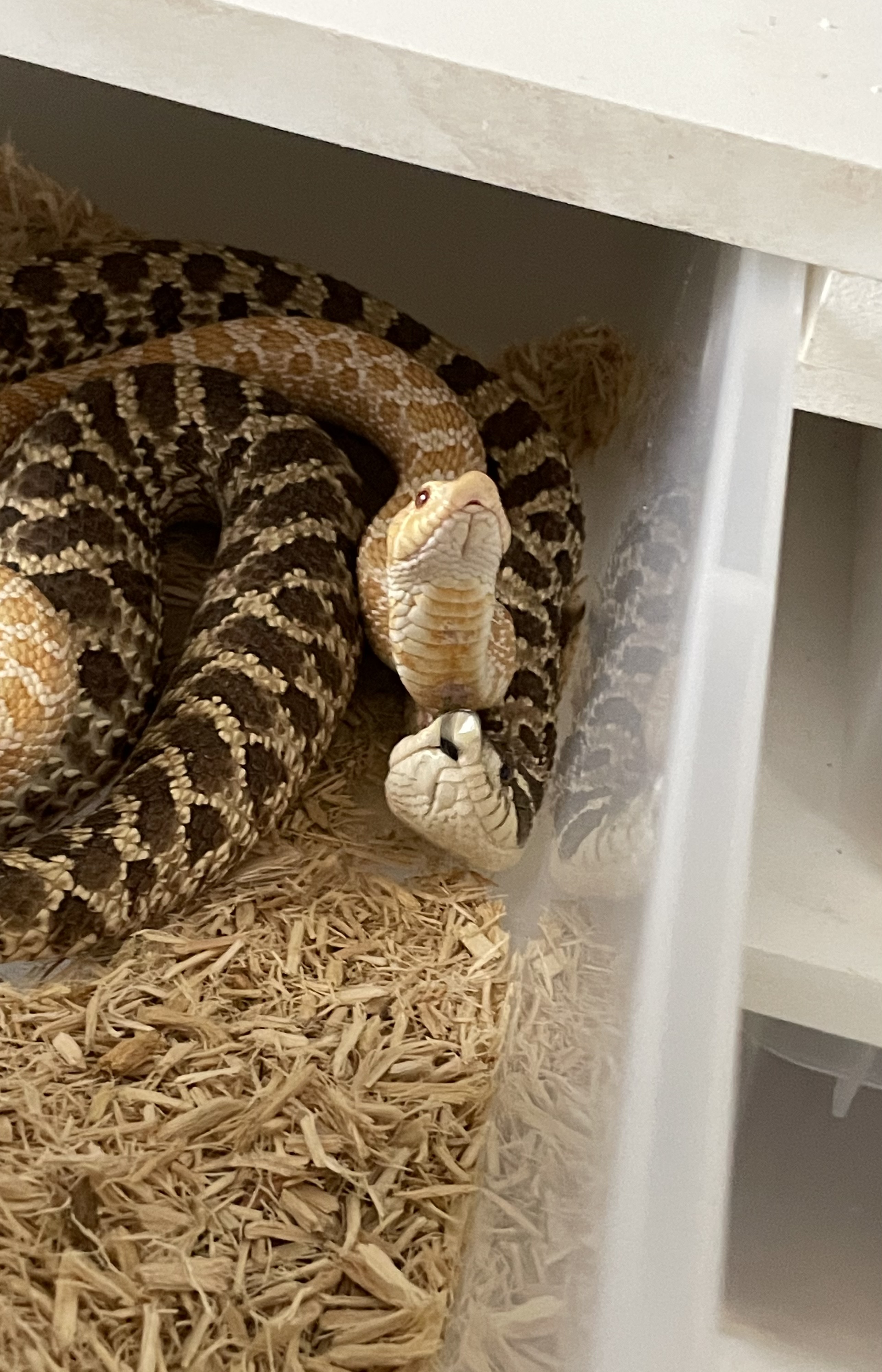 2021 Hognose Clutch! - Western Hognose - MorphMarket Reptile Community