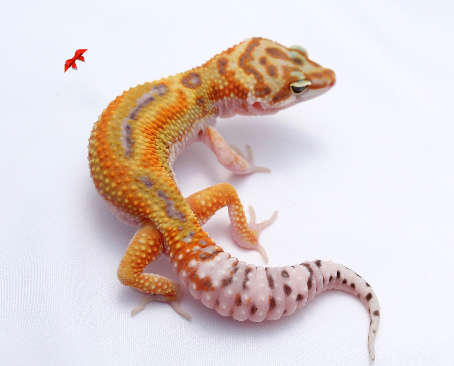 Reverse Stripe Rainbow Tangerine Leopard Gecko by Bold & Bright Geckos