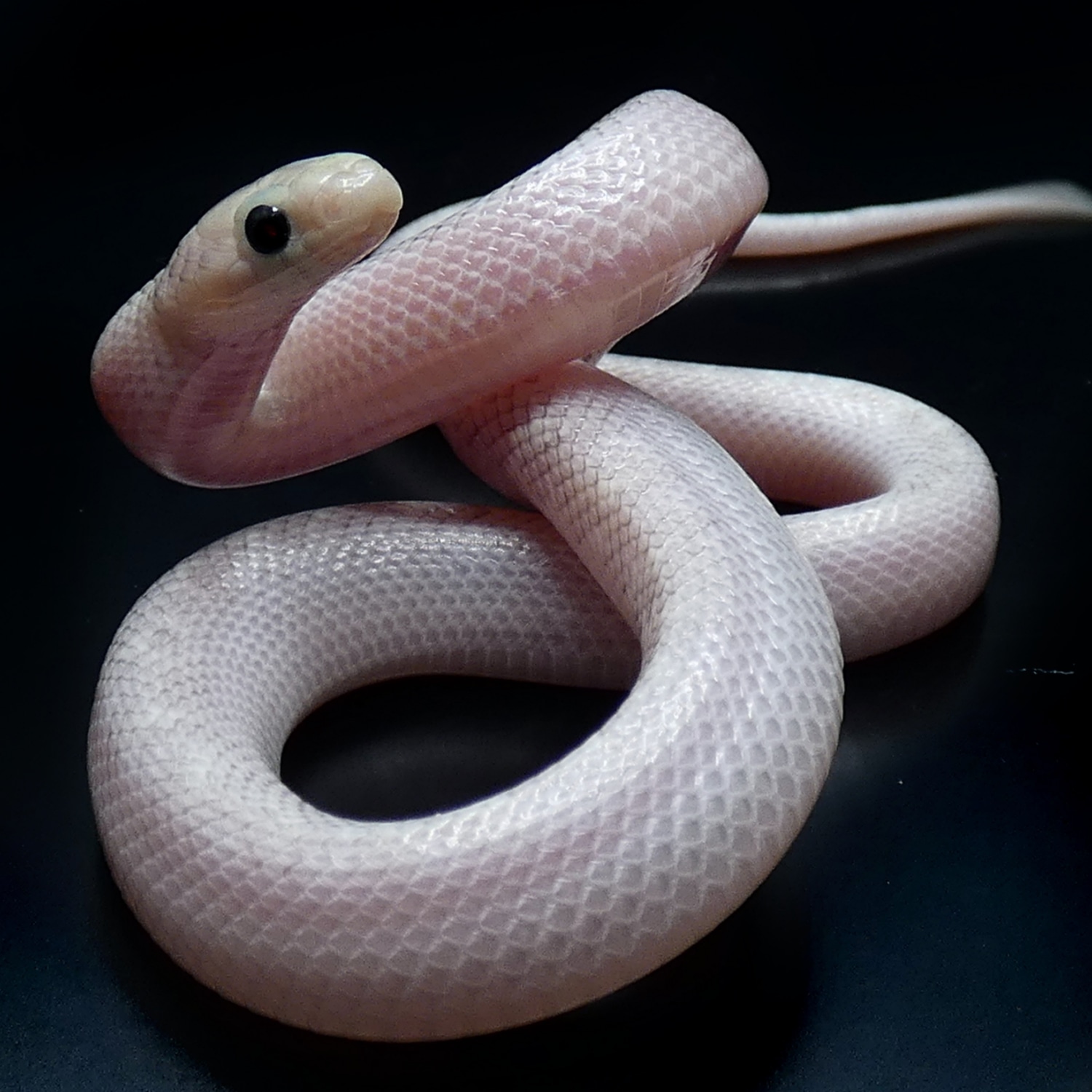 Whitesided Ghost Florida Kingsnake by Creatures of Nightshade