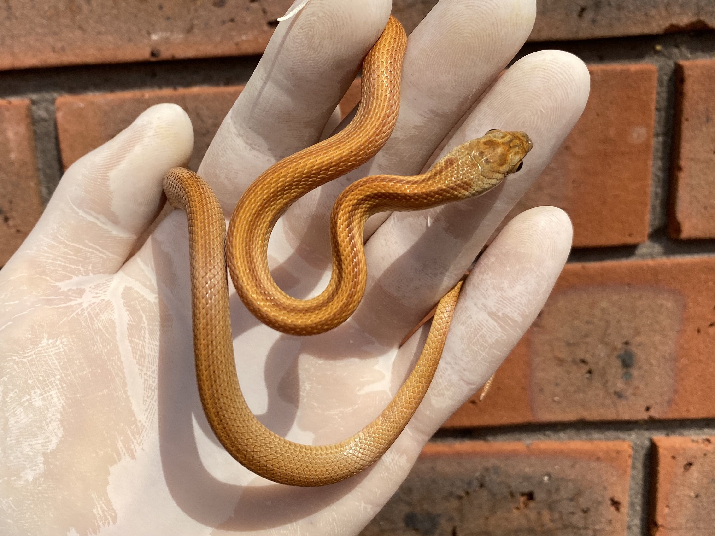 Striped Corn Snake by Crystal Palace Reptiles