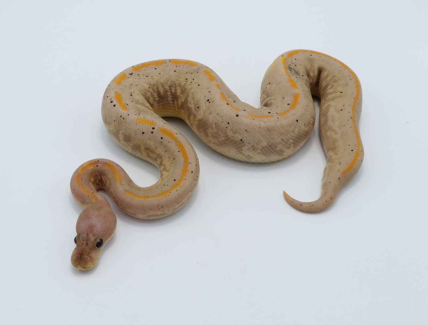 Black Pastel Banana Mojave Cinder Ball Python by Python Designs