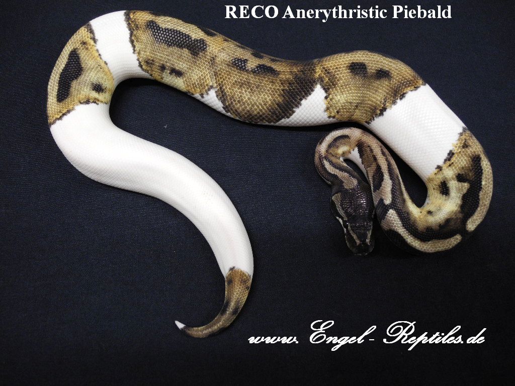 RECO AneryPiebald by Engel Reptiles