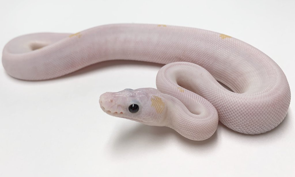 Super Fire Ball Python by BHB Reptiles