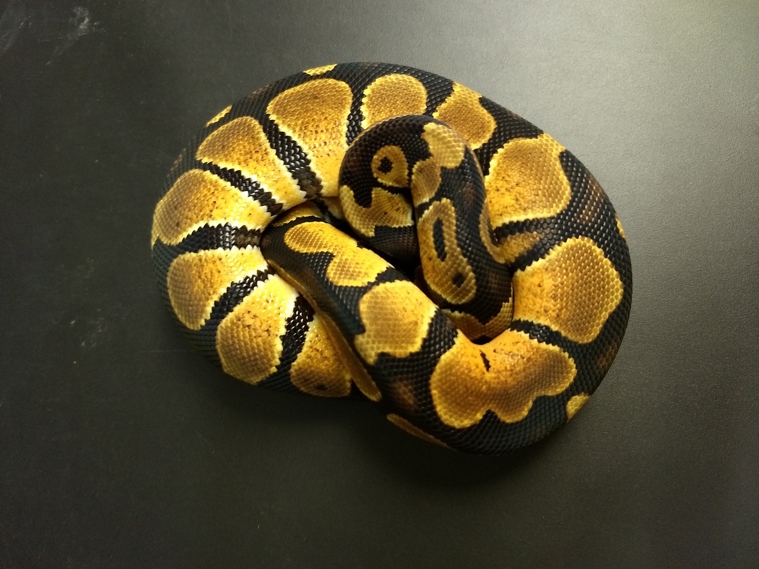 Oriole 66% Het Albino Ball Python by Alpine Reptiles