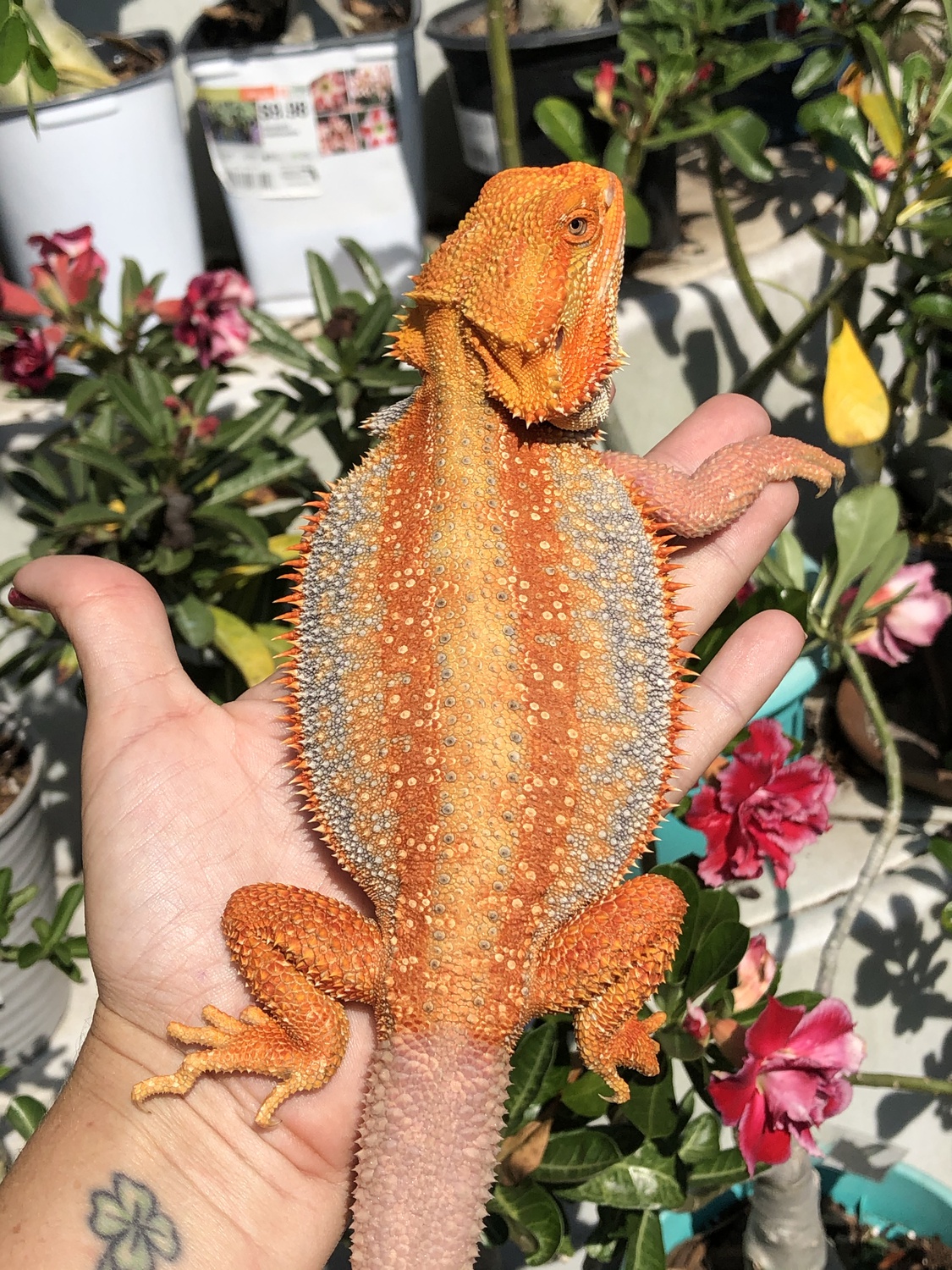 Red Hypo Dunner Pos Het Translucent Tiger Male Central Bearded Dragon by Yellow Room Reptiles