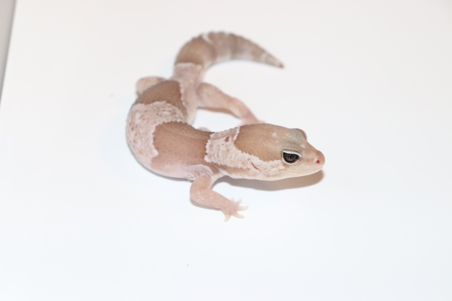 Caramel Oreo African Fat-Tailed Gecko by DVM Geckos.