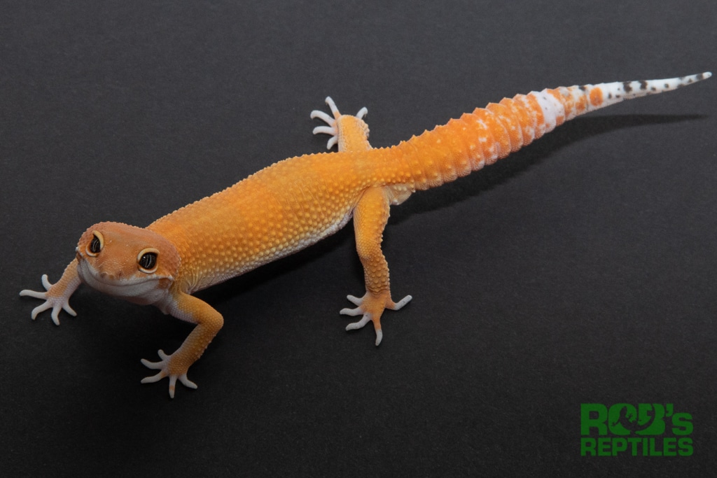 Super Hypo Tangerine Blood Cross Leopard Gecko by Rob's Reptiles