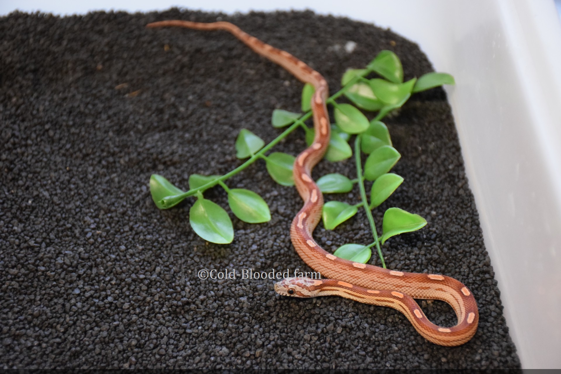 Motley Corn Snake by Cold-Blooded farm