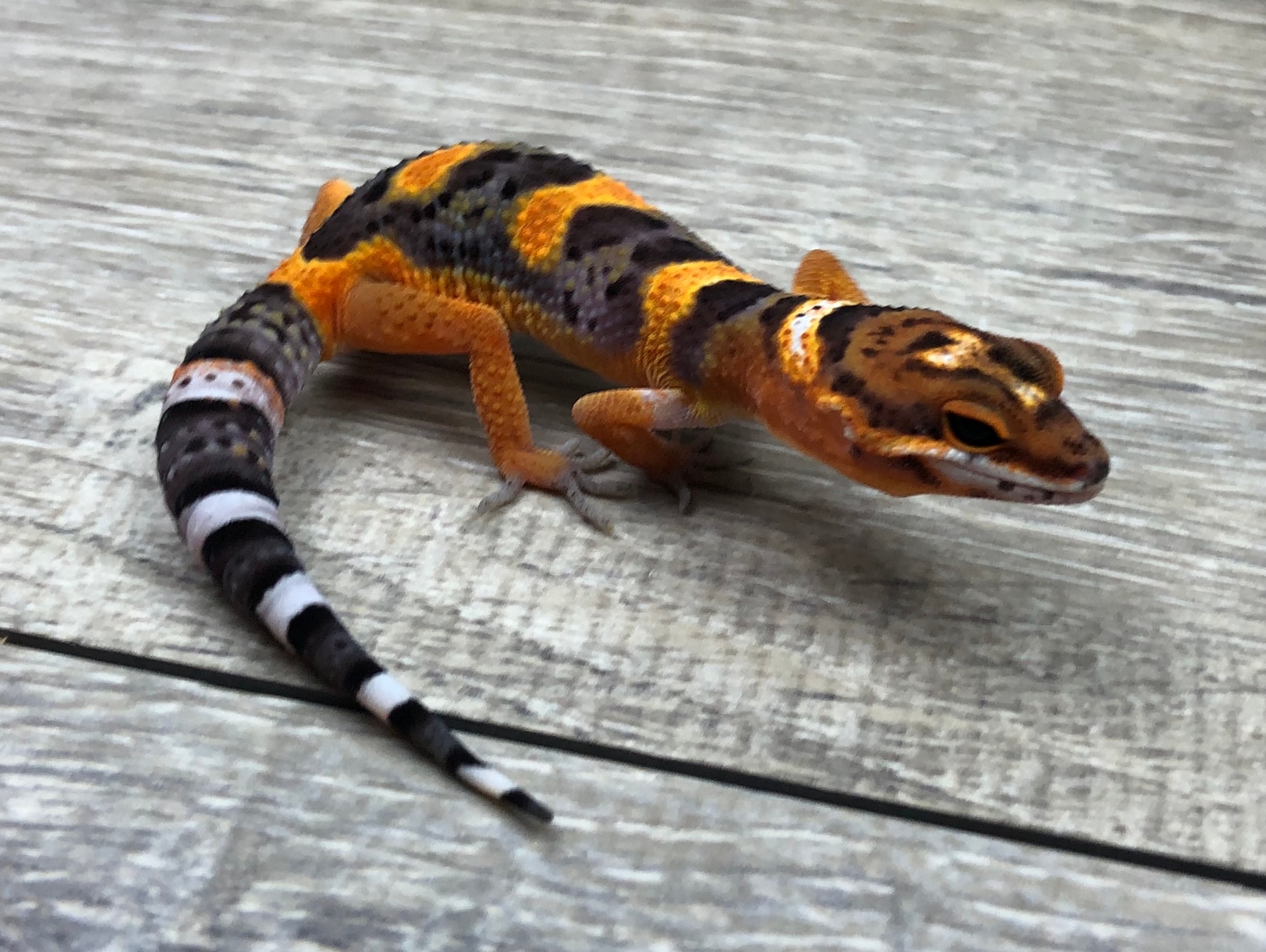 Ndbe Tangerine Leopard Gecko by Red Rock Gecko’s