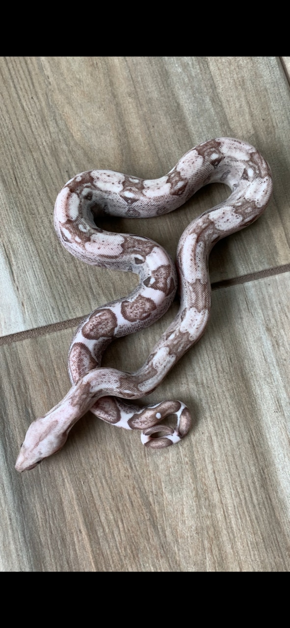 Carbon BEA Snow VPI T+ Boa Boa Constrictor by Western Herpetological Research Institute
