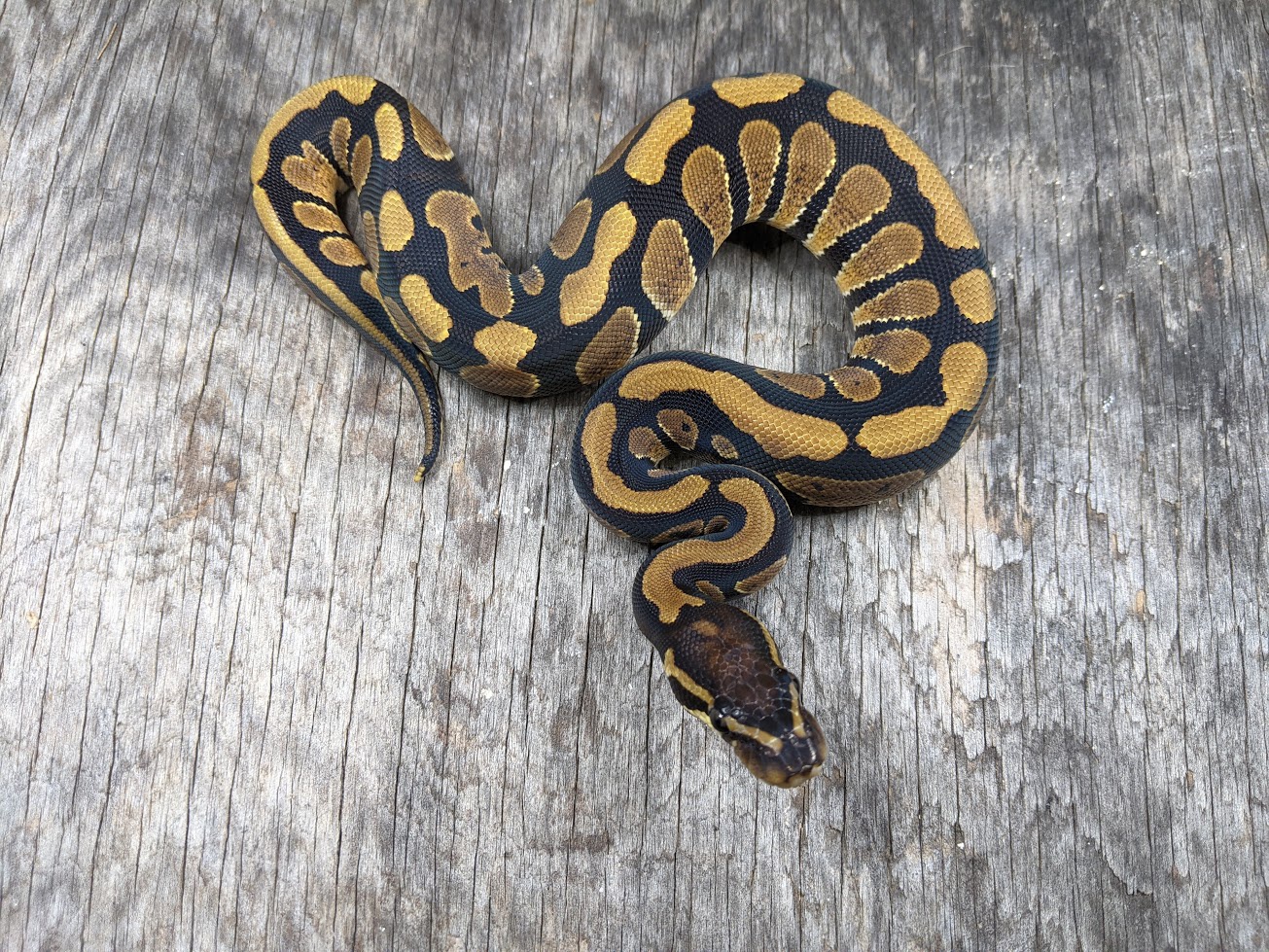 Arroyo Ball Python by Snowgyre Reptiles