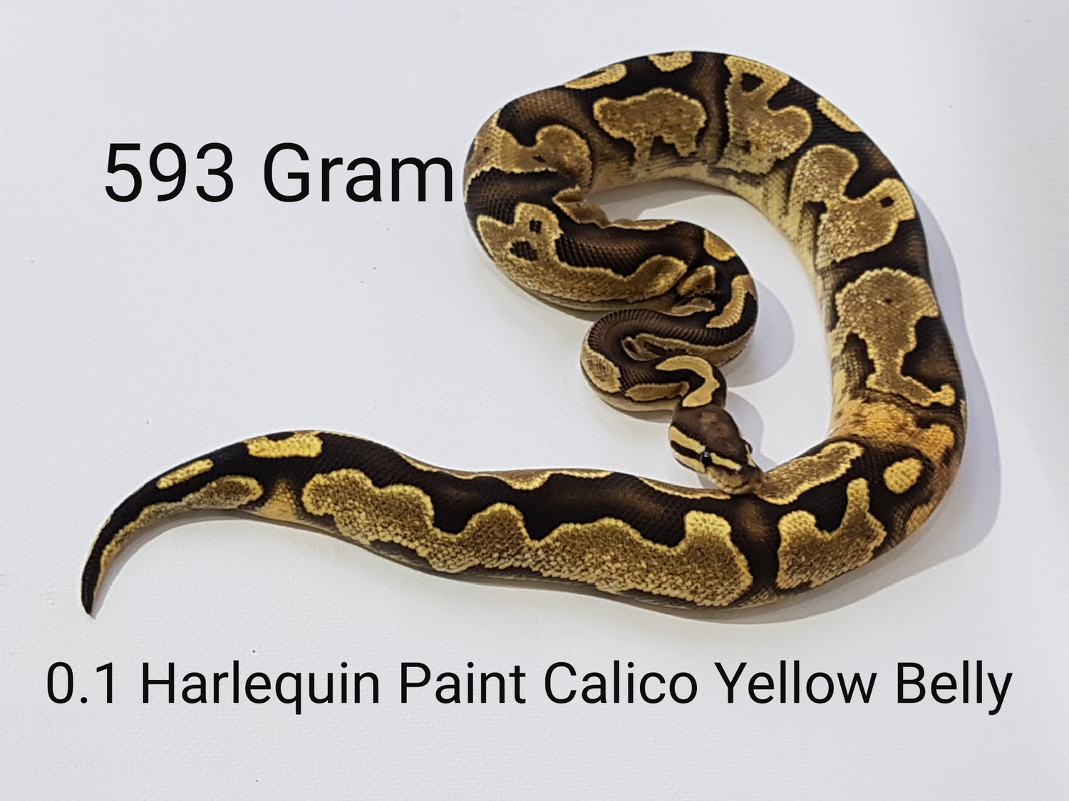 Harlequin Calico Enchi Yellow Belly Paint Ball Python by DH BallPythons