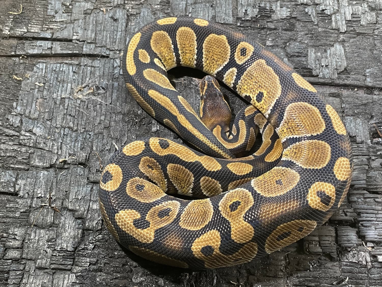 Mahogany Ball Python by Safari Pets