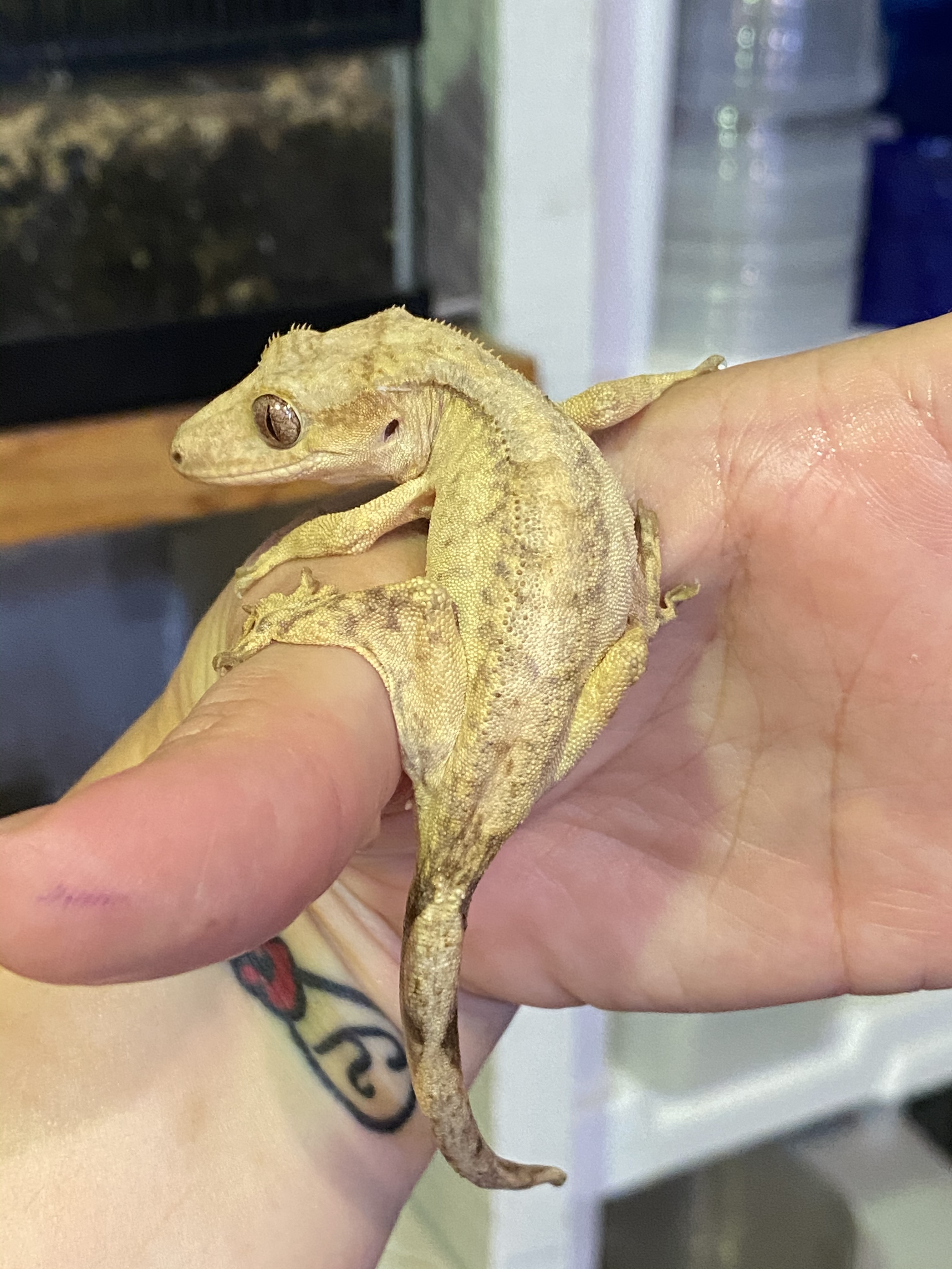 Yellow Crested Gecko by Dixie Reptiles
