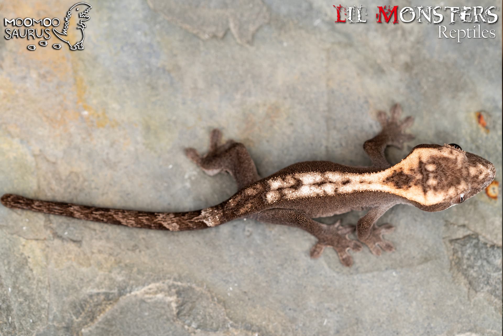 Super Sable by Lil Monster Reptiles