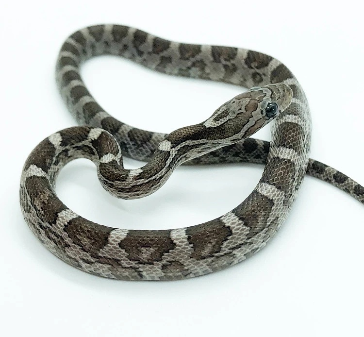 Charcoal Corn Snake by Iron Triangle Reptiles