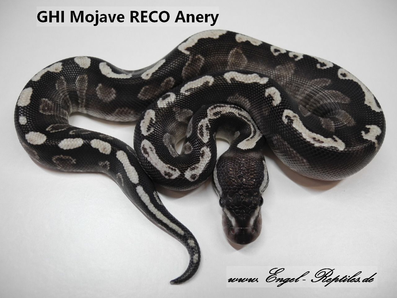 GHI Mojave RECO Anery by Engel Reptiles