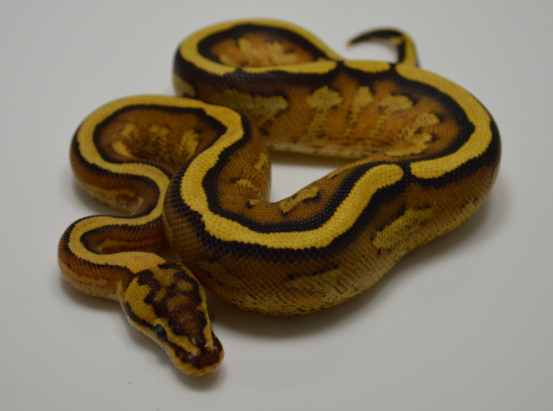 Super Specter Ball Python by Ben Cole Reptiles