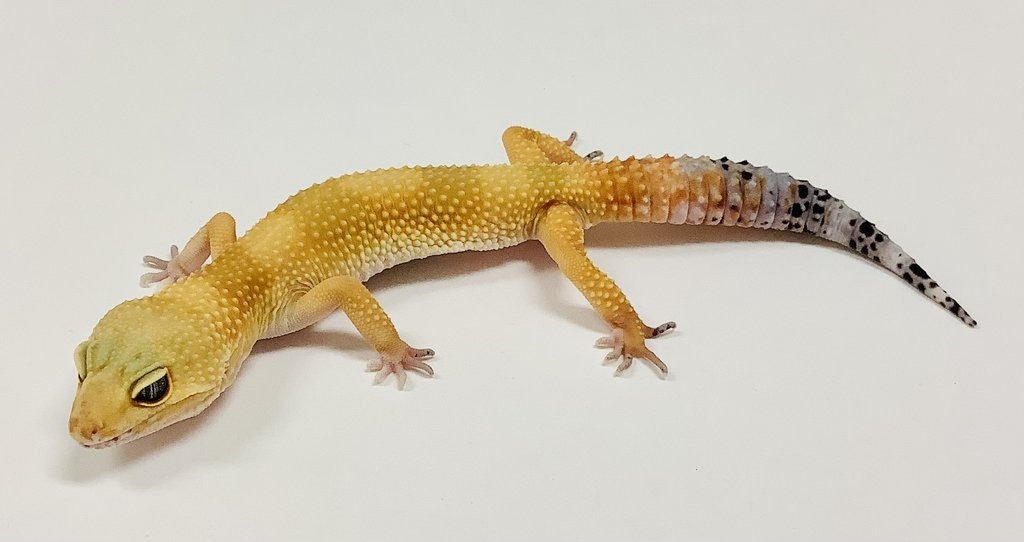 Super Hypo Tangerine Carrot Tail Baldy Leopard Gecko by BHB Reptiles