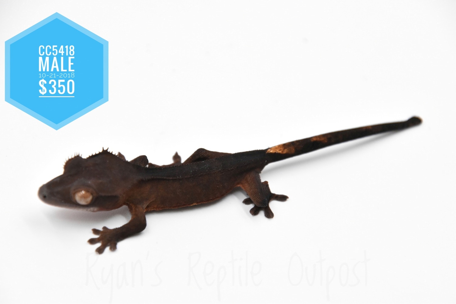 Dark Line Crested Gecko by Ryan's Reptile Outpost