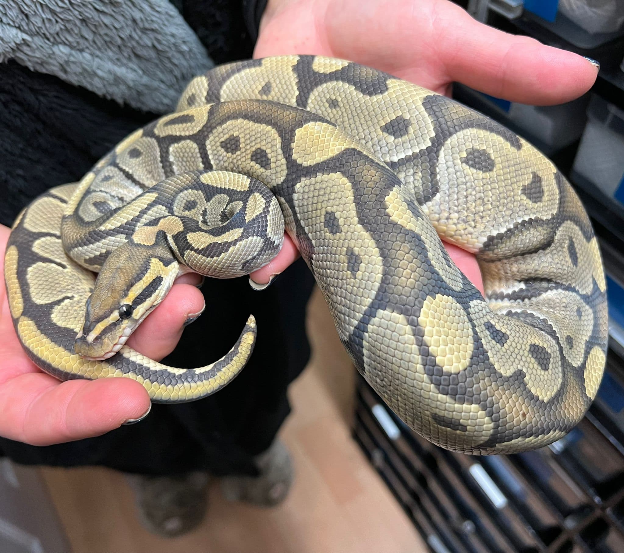 Sandstorm - Ball Python Traits - Morphpedia