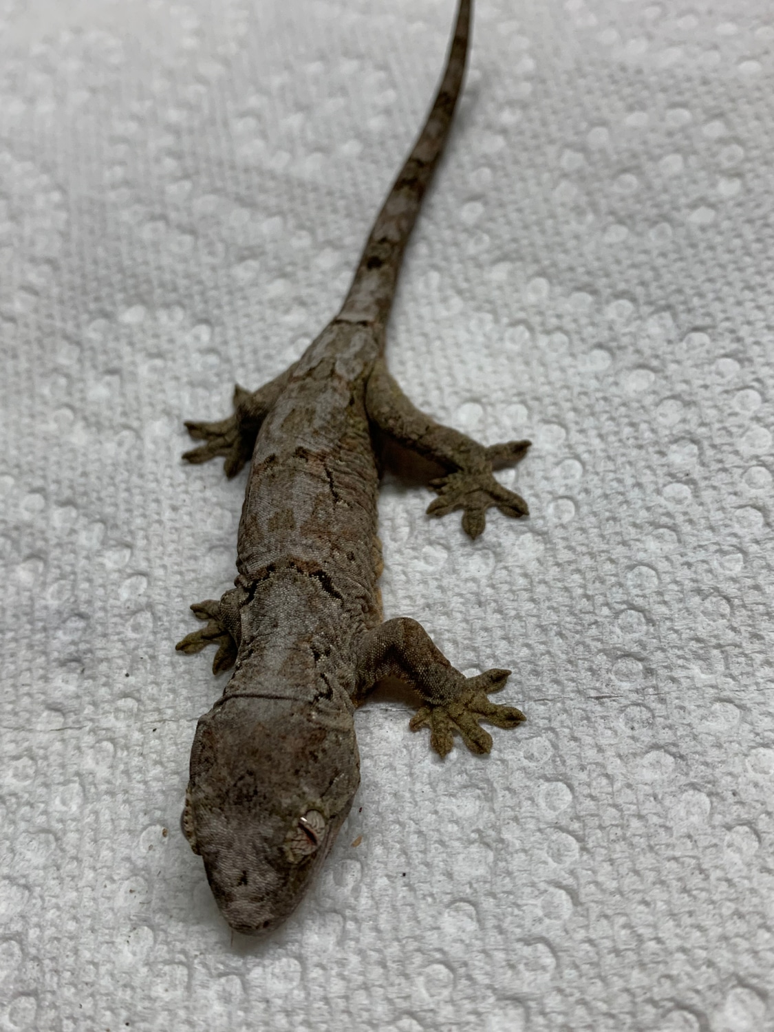 White Collar PI Chahoua Gecko by New Moon Reptiles, LLC