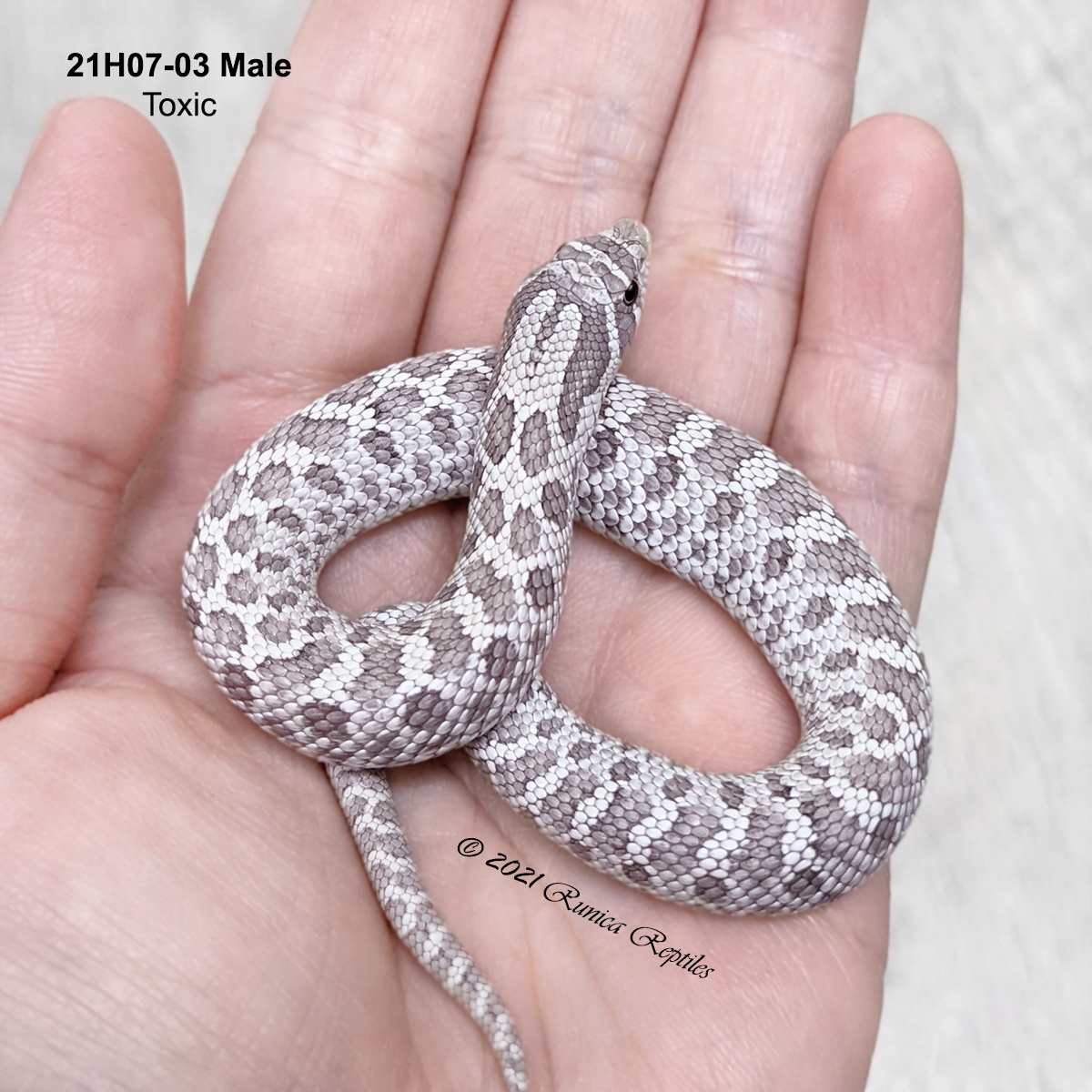 Toxic Western Hognose by Runica Reptiles