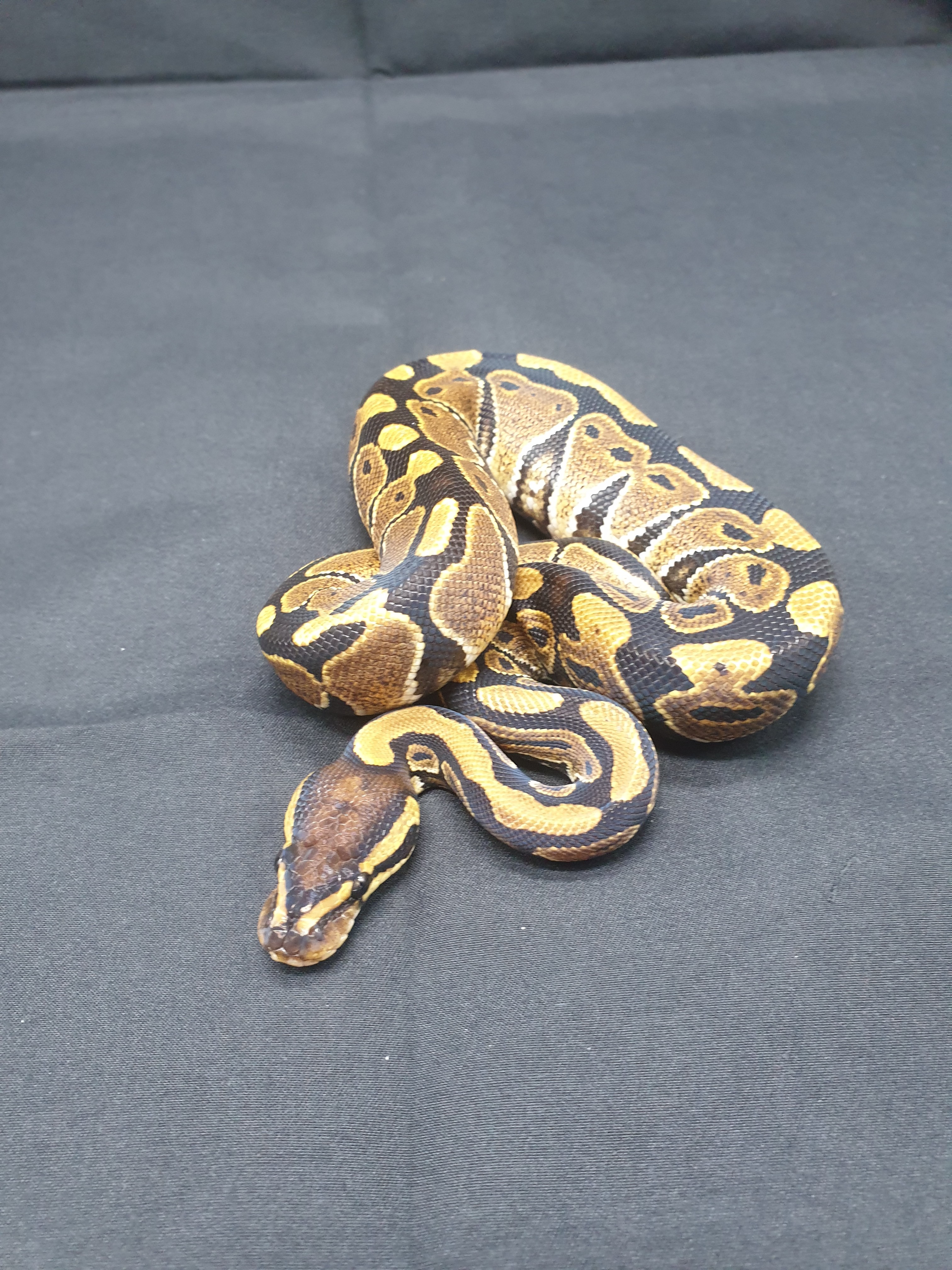 Het Daddy Ball Python by Rick's Royals