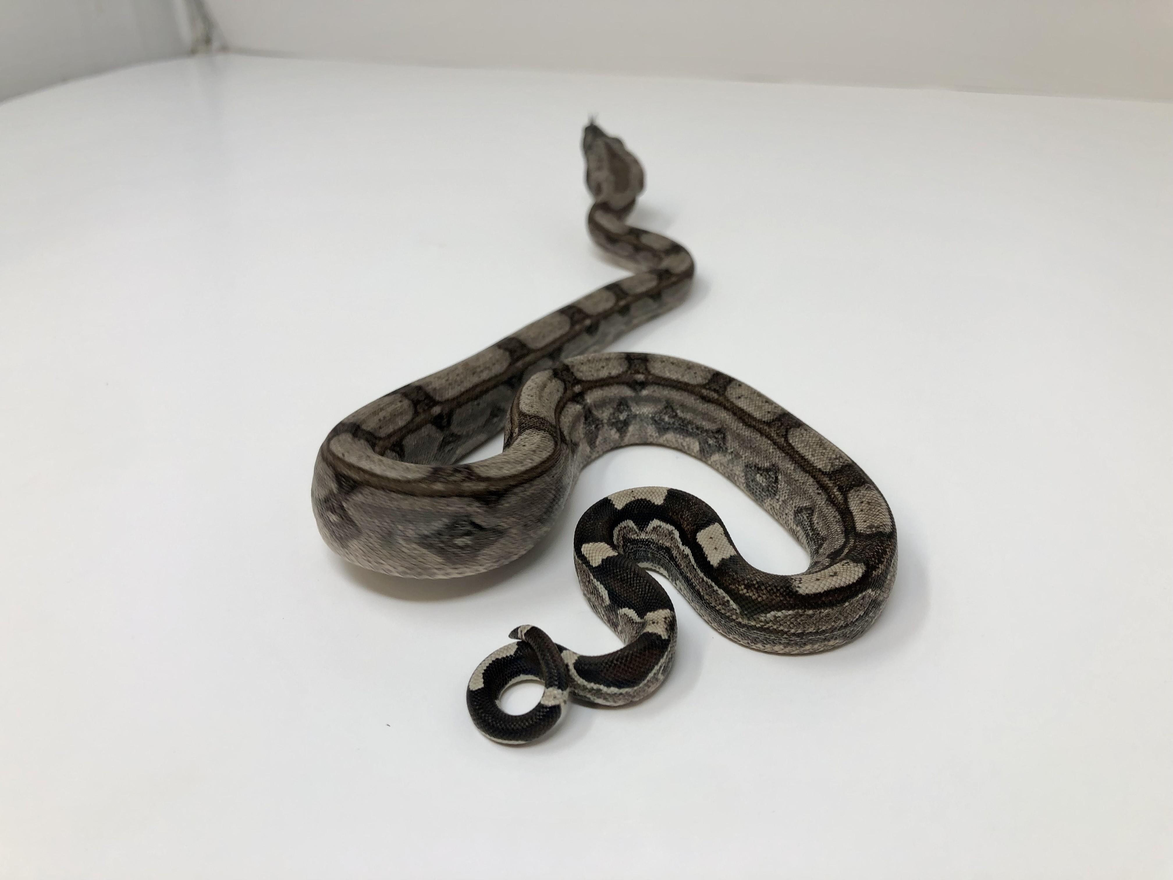 RLT Boa Constrictor by Good Guy Reptile Family