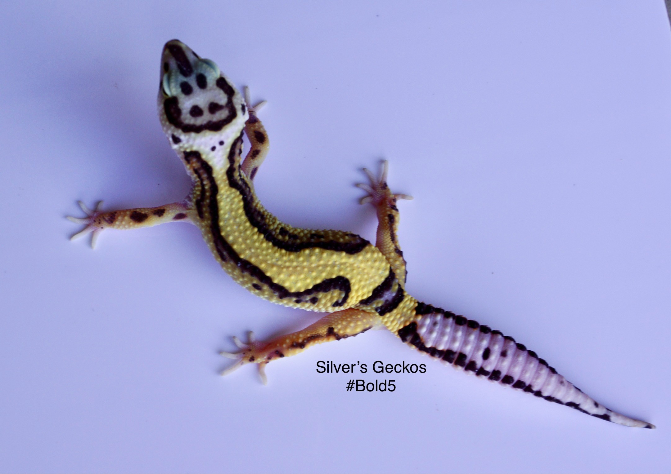 Bold Stripe Leopard Gecko by Silver’s Geckos