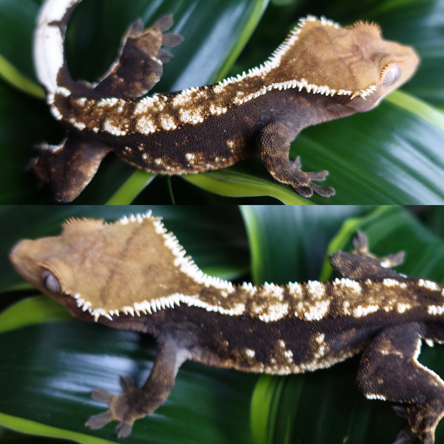 US Import Male From ZenGex Crested Gecko by Pinraiser Crested Geckos and Chahouas